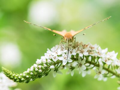 Proboscis blossom bloom photo