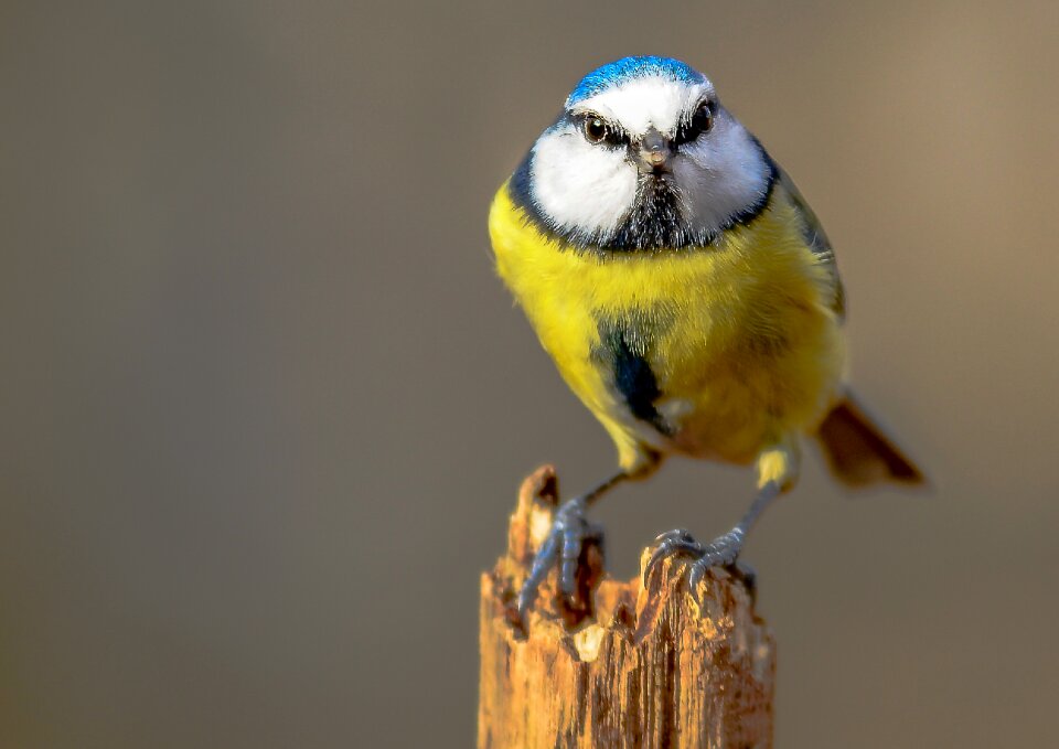 Animal little outdoors