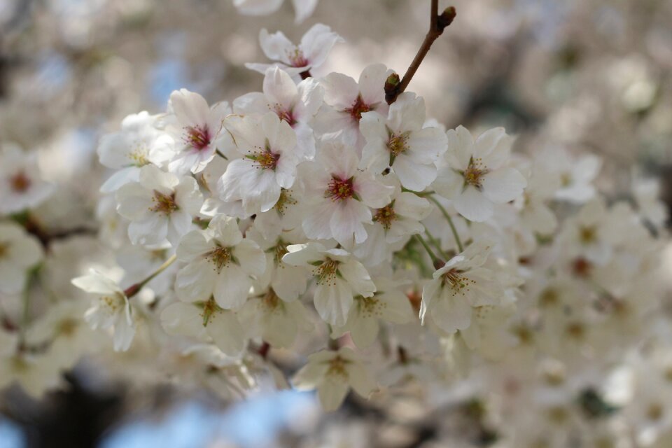 Petal flowering nature