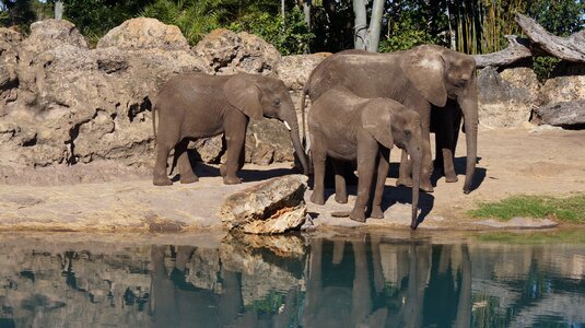 Nature elephant water