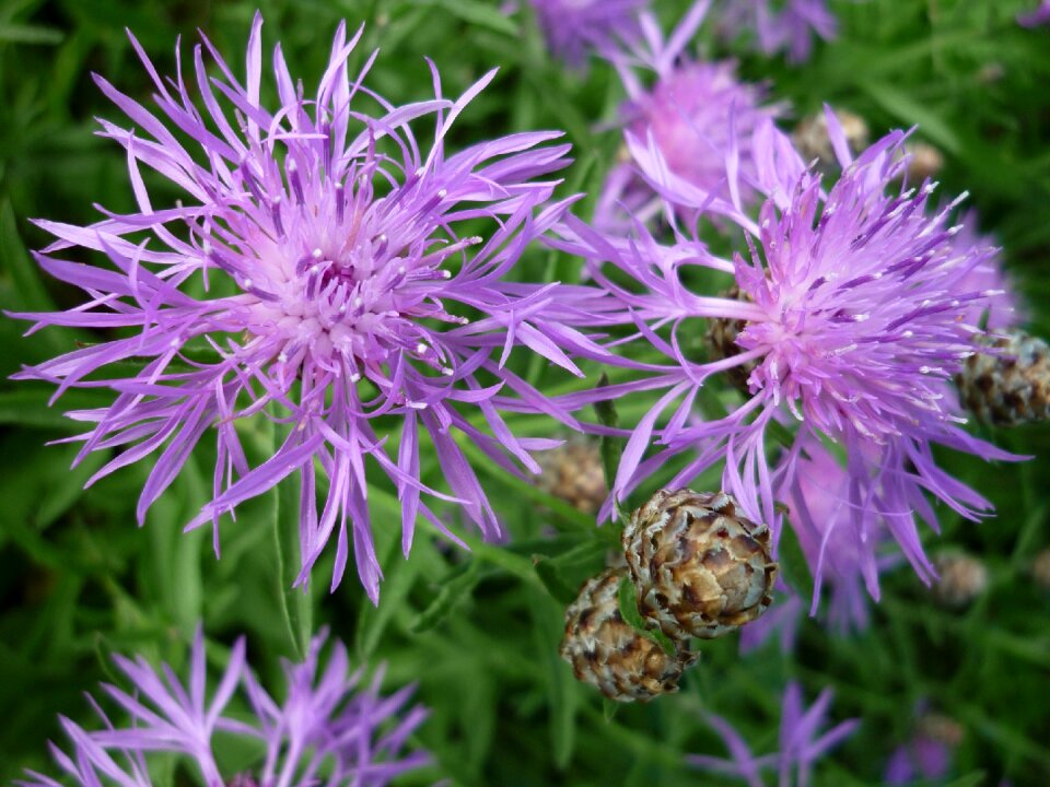 Wild flower meadow summer photo