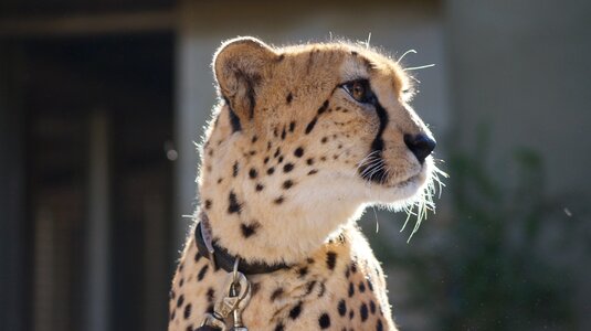 Nature wildlife mammal