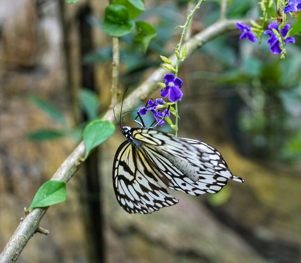 Feeding insect wing