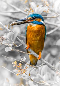 Feather animal beak photo