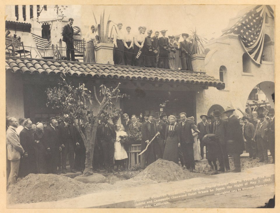 President Roosevelt re-planting the original navel orange tree in front of old Adobe and Campanile, at Glenwood Inn, Riverside, Cal., where he spent the night of May 7th, 1903 LCCN2013645463