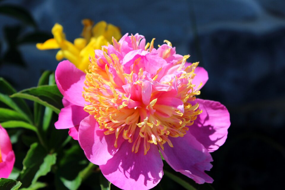 Blossom petal bloom