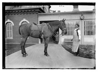 President Taft's horse - Surette LCCN2014683208