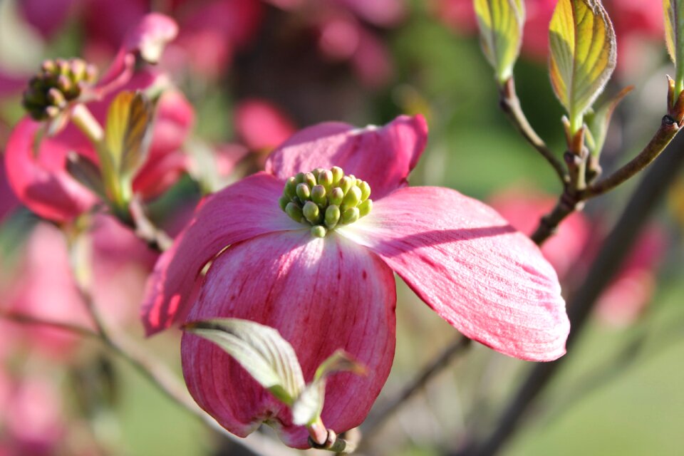 Blooming floral petals