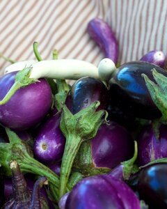 Aubergine food organic