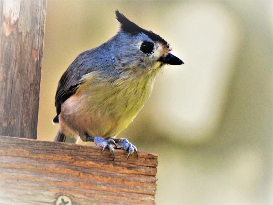 Cute close up wildlife