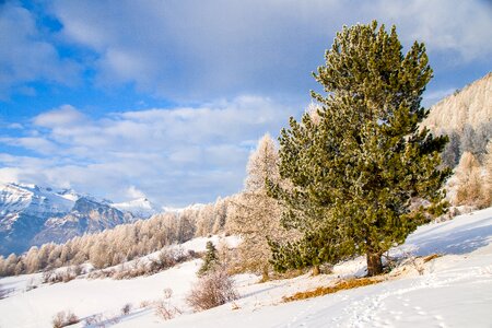 Landscape mountain tree photo