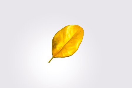 Bright cutout simplicity