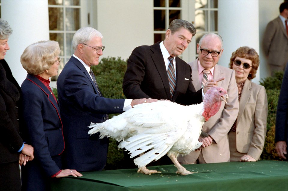 President Ronald Reagan receives the 36th White House Thanksgiving Turkey 1983