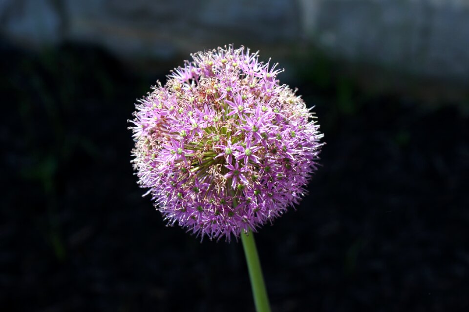 Ornamental bloom garden