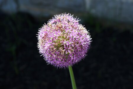 Ornamental bloom garden