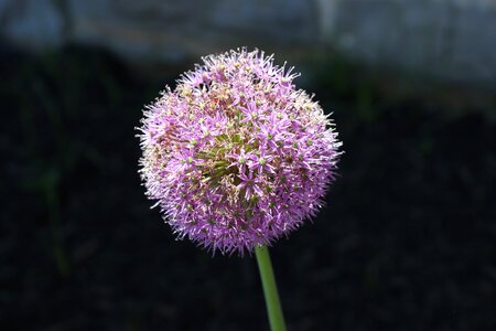 Ornamental bloom garden photo