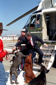 President Ronald Reagan being greeted by his dogs