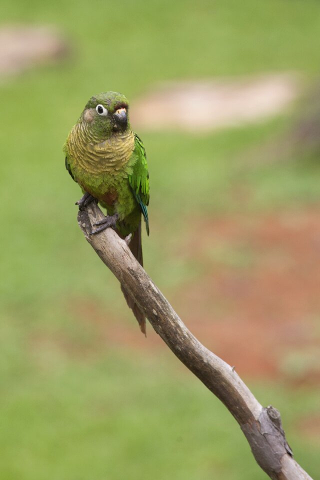 Animal outdoors parrot