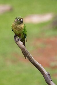 Animal outdoors parrot photo