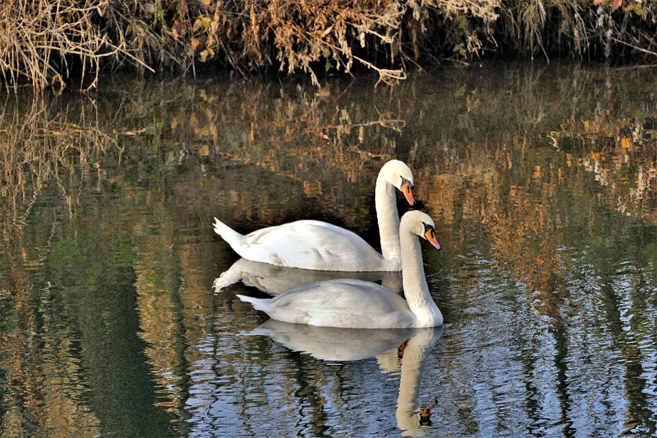 Mirroring swim water bird