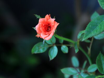 Red flowers pretty