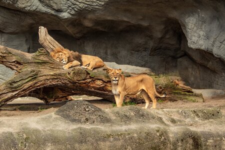 Animal world animal wild