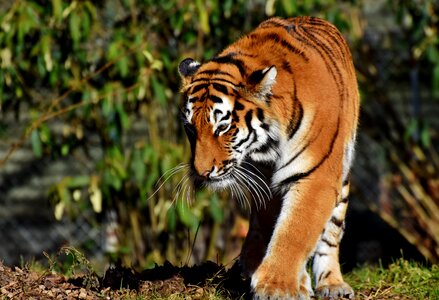 Wildcat tiger head tongue photo