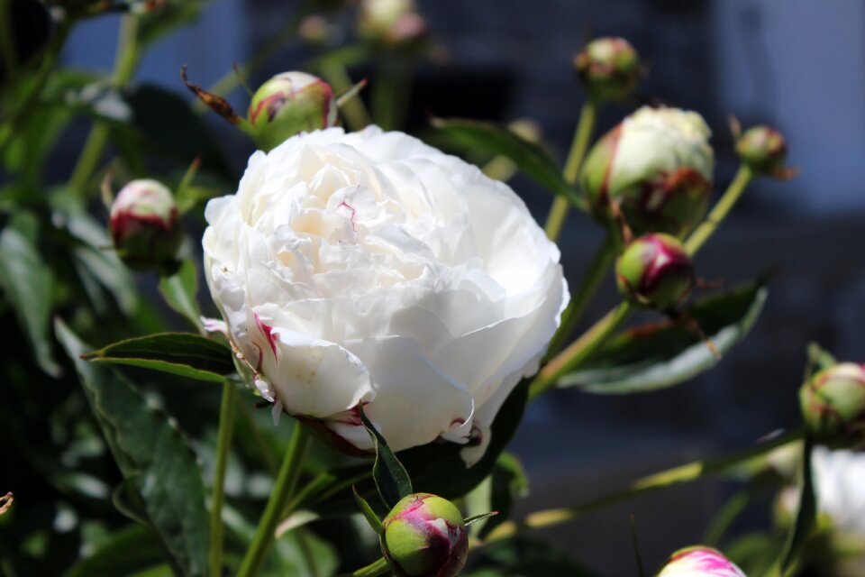 Blossom petal bloom