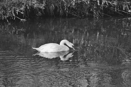 White swan schwimmvogel pride