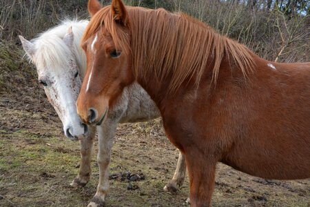 Broodmare pets equines