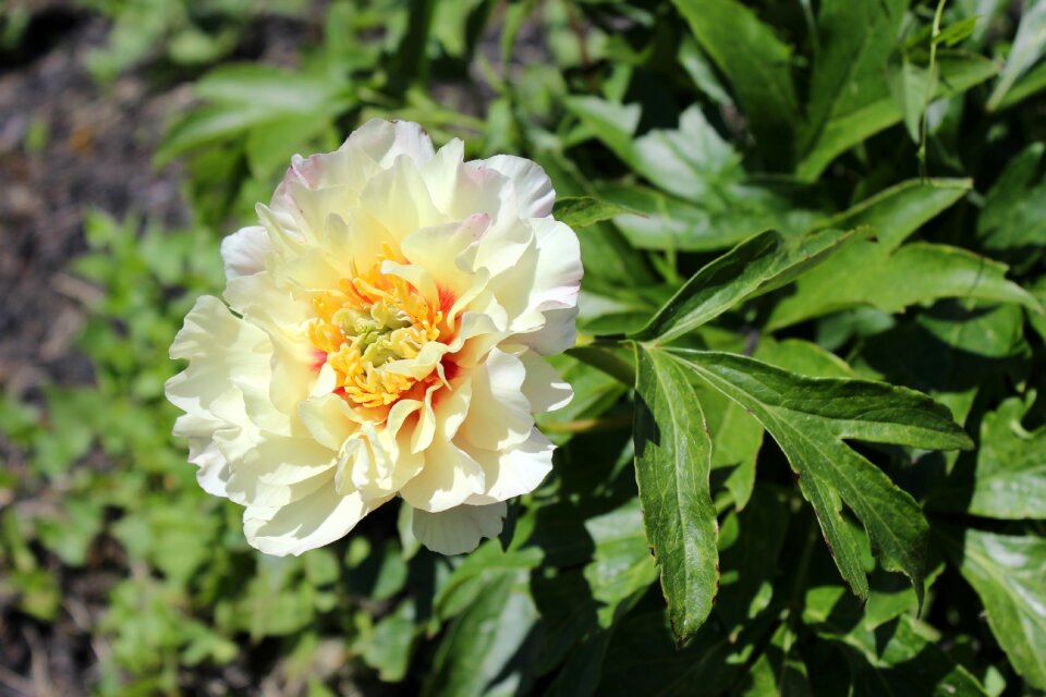 Blossom petal bloom