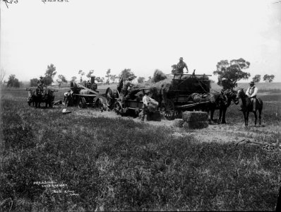 Pressing lucerne hay from The Powerhouse Museum Collection