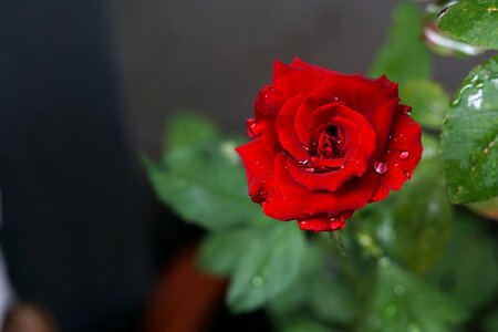 A rose flower red flowers photo