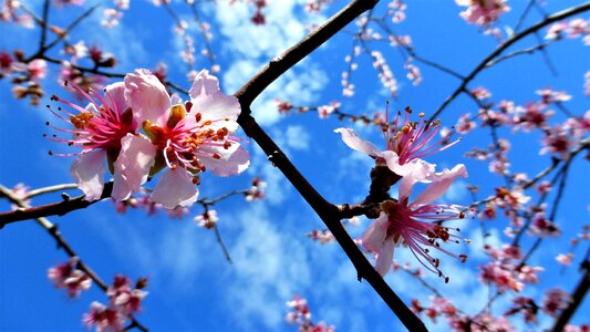 Almond tree tree flowering