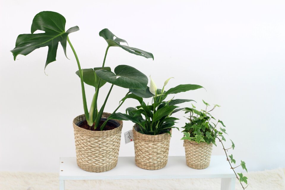 Foliage plants monster high skin in