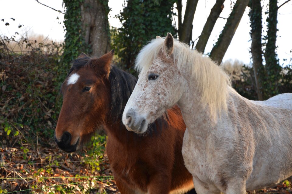 Mare horseback riding nature