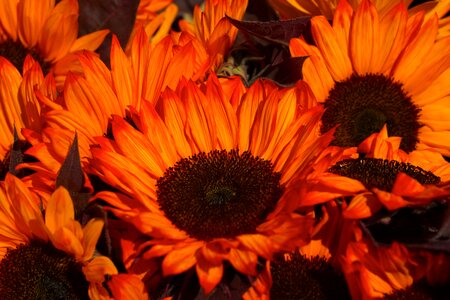 Bloom summer bright
