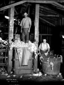 Pressing wool from The Powerhouse Museum Collection