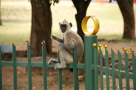 Fence monkey sri lanka