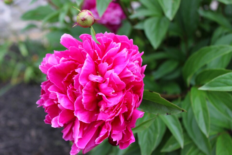 Blossom petal bloom