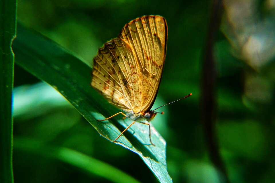 Garden leaves wings