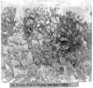 Prickly Pear, or Cactus, San Jose Valley LCCN2002722206