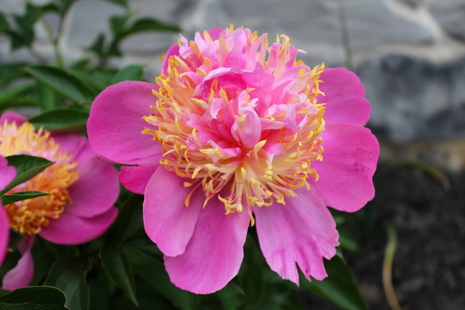 Blossom petal bloom