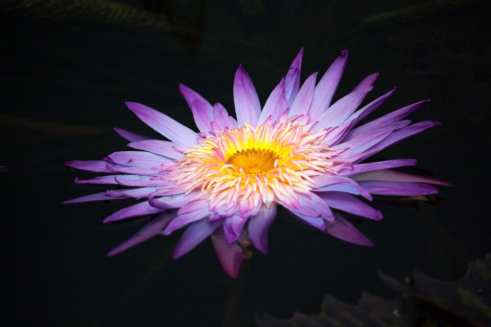 Pond plant plant purple