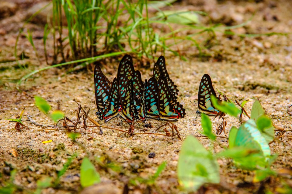 Wong papilionidae nature the forests