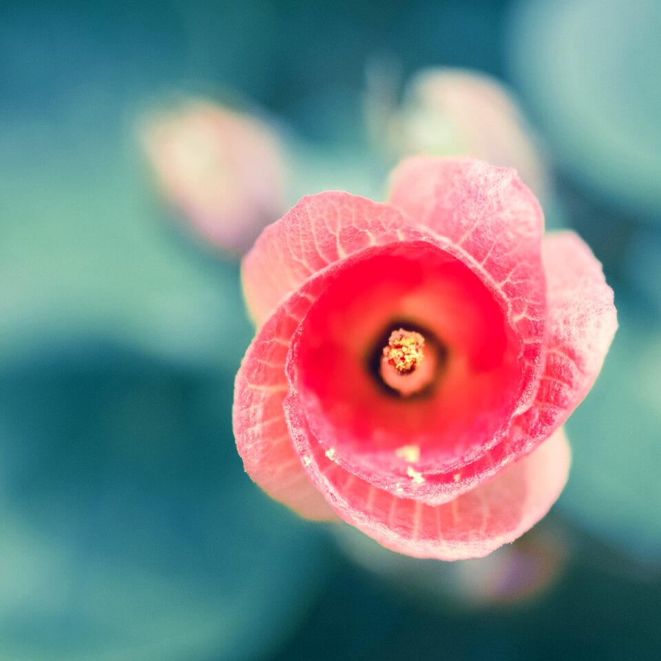 Garden color hibiscus