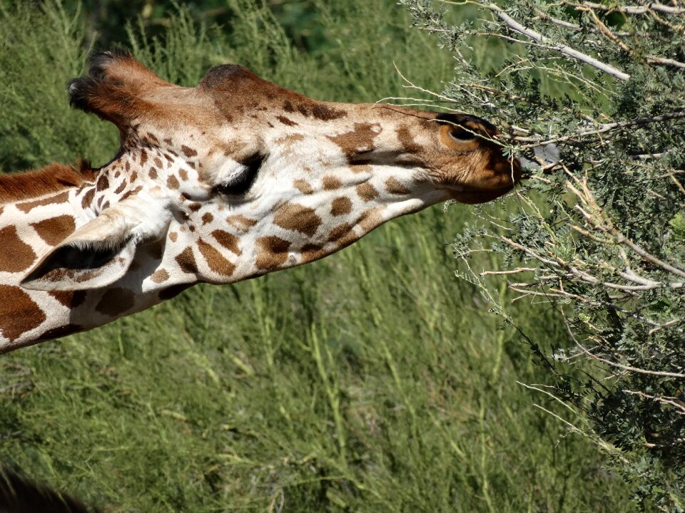 Wildlife african mammal