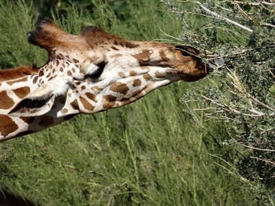 Wildlife african mammal
