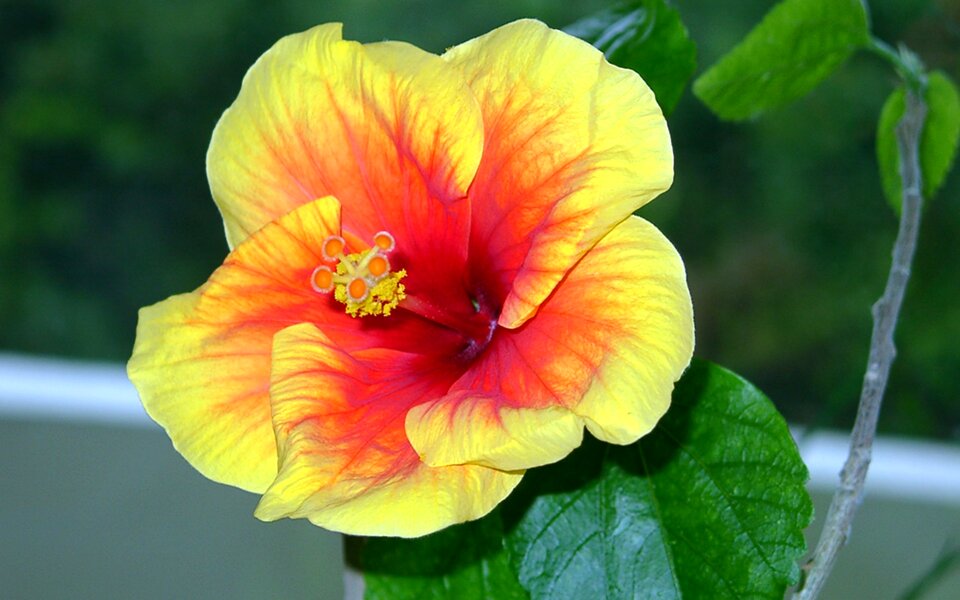 Pistil close up single bloom