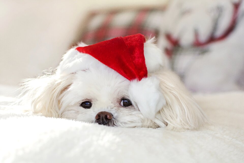 Winter little animal